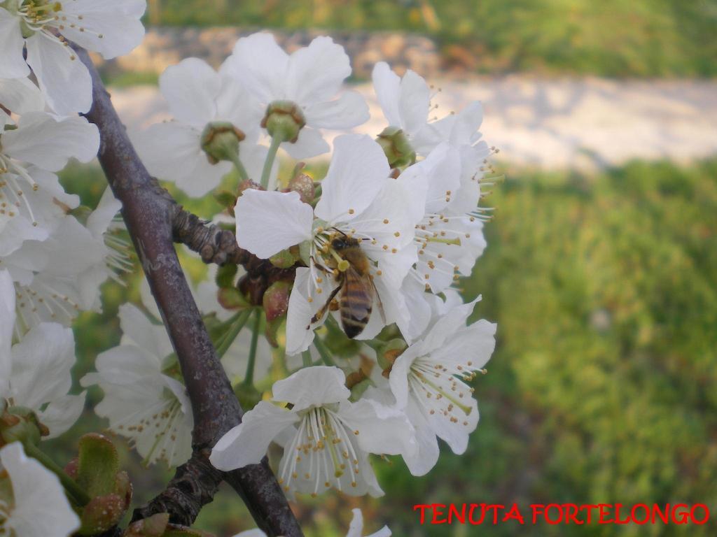 Tenuta Fortelongo Fara Vicentino Kültér fotó