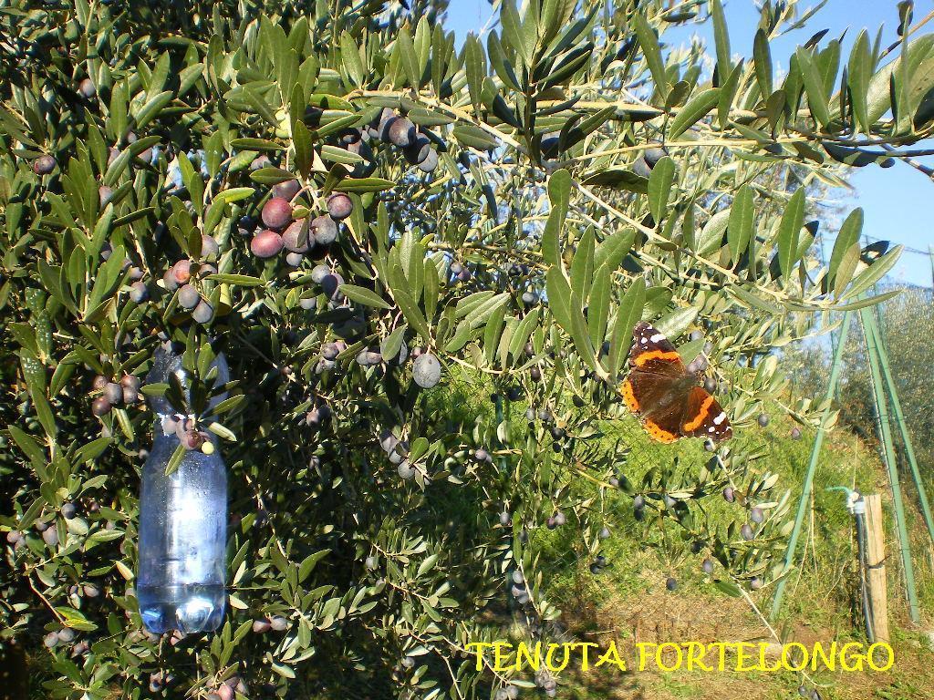 Tenuta Fortelongo Fara Vicentino Kültér fotó