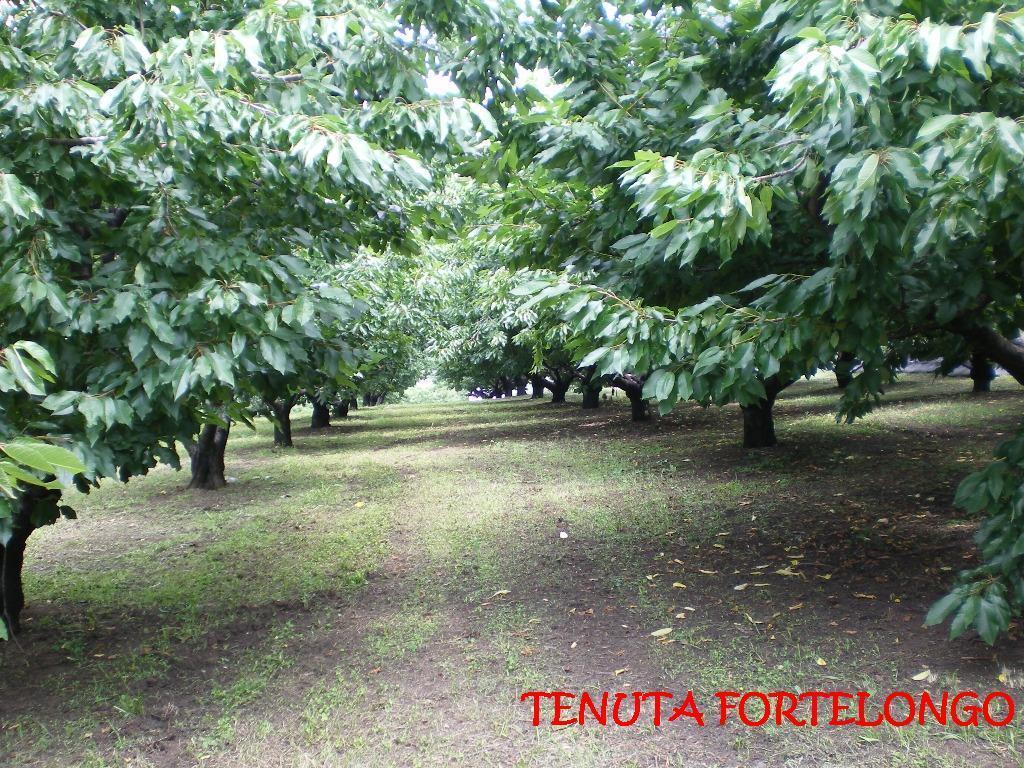 Tenuta Fortelongo Fara Vicentino Kültér fotó